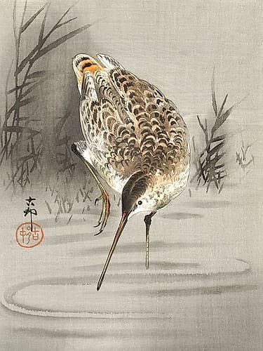 Snipe in the water Art Print