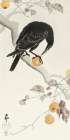 Crow with kaki fruit Art Print