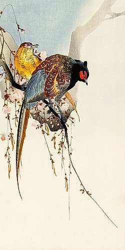 Pheasant couple and plum blossom Art Print