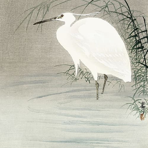 Little egret Art Print