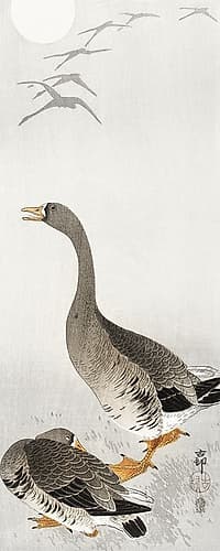 Two geese Art Print