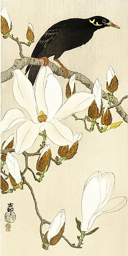 Myna on Magnolia Branch Art Print