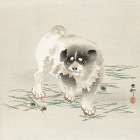 Young dog Art Print