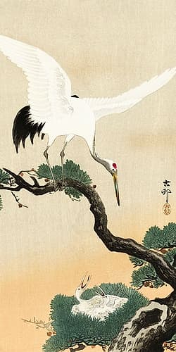 Japanese crane bird on branch of pine Art Print