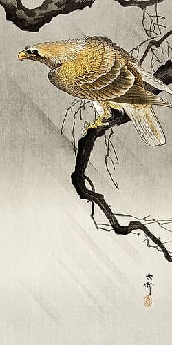 Eagle on branch Art Print