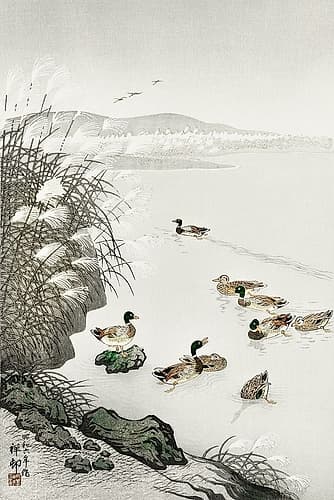 Ducks in the water Art Print
