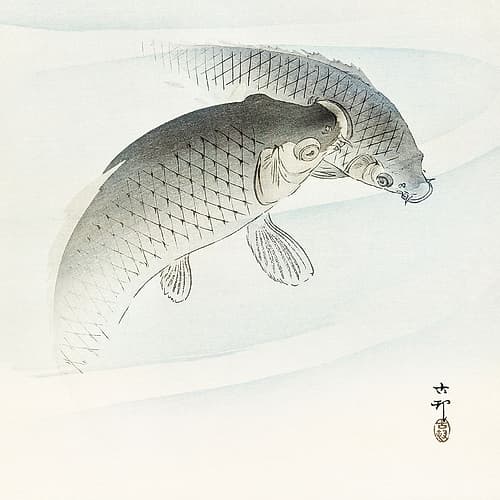 Two carp fish Nature Print