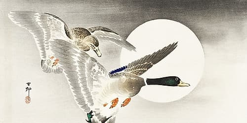 Two ducks at full moon Art Print