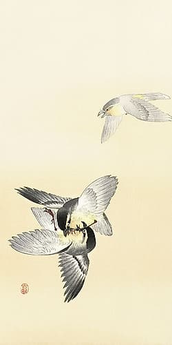 Two fighting birds Art Print