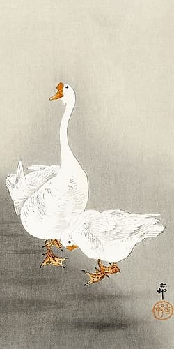 Two geese Art Print