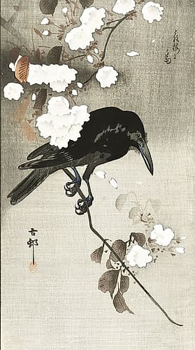 Crow with cherry blossom Art Print