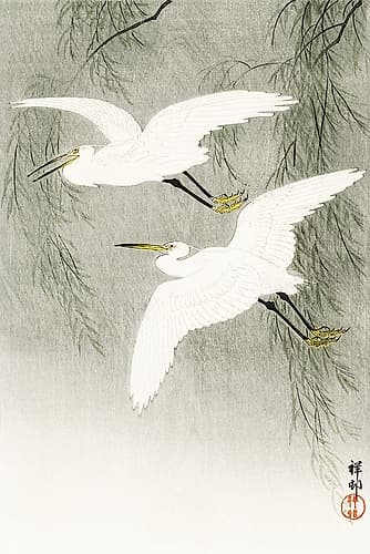 Little Egrets in flight Art Print