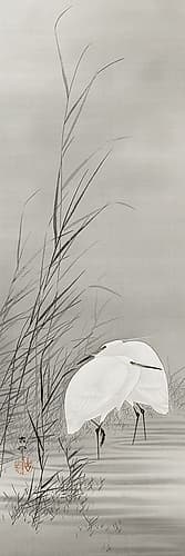 Egrets in a swamp Art Print