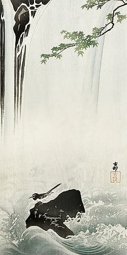 Japanese wagtail at waterfall Art Print