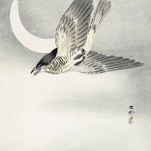 Cuckoo at crescent moon Art Print