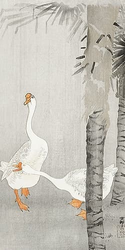 Tame geese in rain Art Print