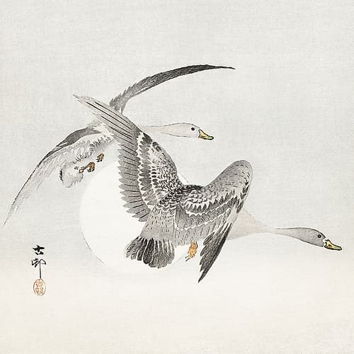 Two colt geese in flight Art Print