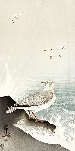 Gull on rock Art Print