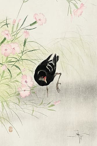 Moorhen at flowering plant Art Print