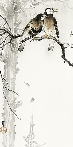 Two gray starlings Art Print