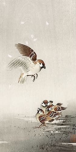 Tree sparrow with babies Art Print