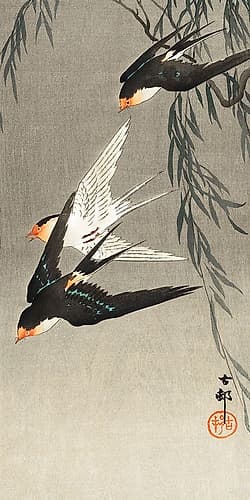 Three red-tailed swallows in dive Art Print