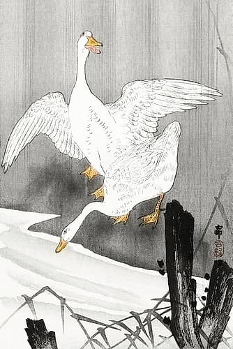 Two geese on a river Art Print