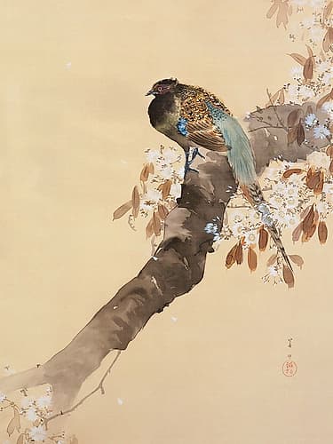 Pheasant on cherry blossom branch Art Print