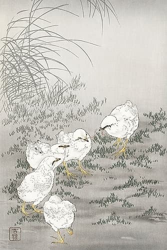 Five chicks Art Print