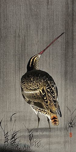 Snipe in the rain Art Print