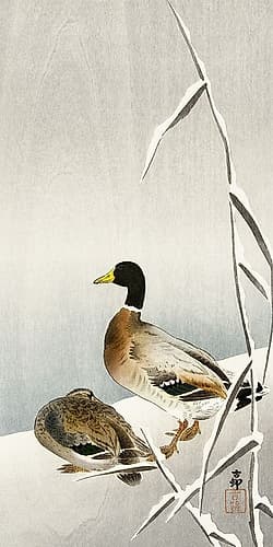 Two ducks on snowy reed Art Print