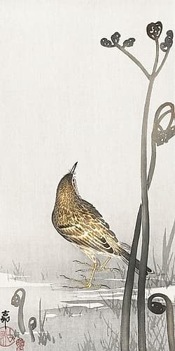 Pipit on a waterfront Art Print