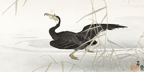 Japanese cormorant catching fish Art Print