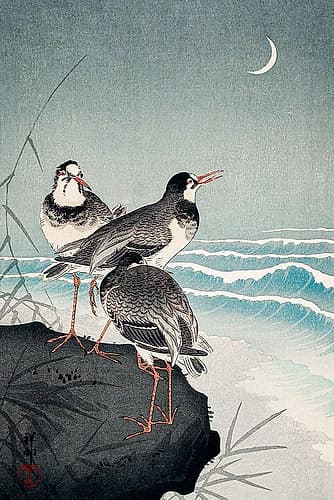 Snipes at the Shore Art Print