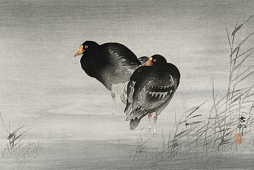 Two moorhens Art japonais reproduction