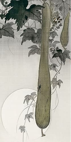 Wild cucumber and a full moon Nature Print