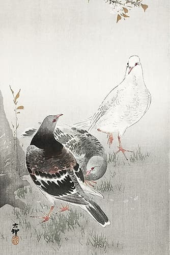 Three pigeons Art Print