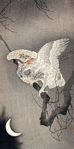 Scops Owl in Moonlight Art Print