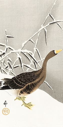 White-fronted goose in the snow Art Print
