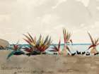 Nassau Beach with Century Plants Art Print