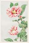 Tsubaki camelia Art Print