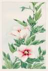 Hibiscus plant Art Print