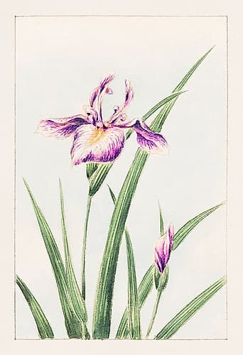 Hana strobel Art Print by Megata Morikaga