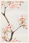 Sakura cherry Art Print
