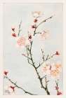 Plum branches with blossoms Art Print