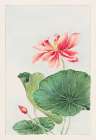 Hasu or lotus Art Print