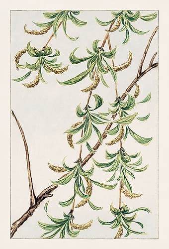 Yanagi or willow Art Print