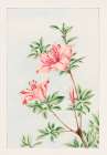 Tsutsuji rhododendron Judicum or azalea Art Print
