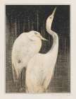 Two egrets Art Print