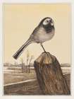 Wagtail on pole Vintage Print